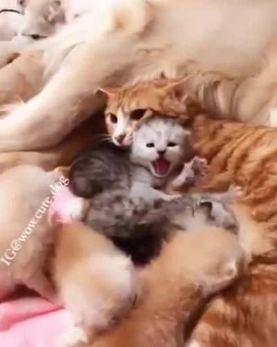 Two friends, two adorable families