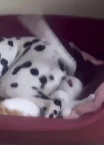 Kitten shares bed with dog