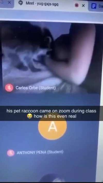 Dormiu no EAD e o guaxinim denunciou