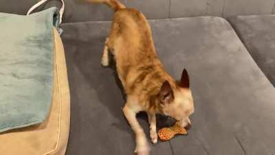 Ginger finally figured out toys