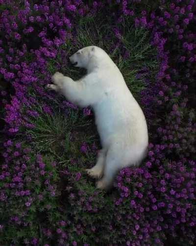 A polar bear sleeping among fields of fireweed in the Arctic circle