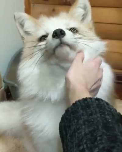 Marble Fox Petting