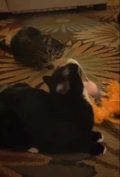 keeping his brother entertained