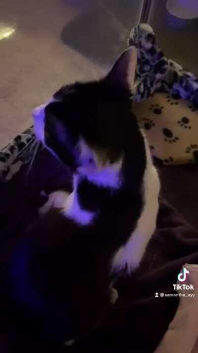 Compilation of my foster mama telling me all about it!