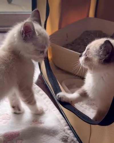 Apex Predator Rehearsals