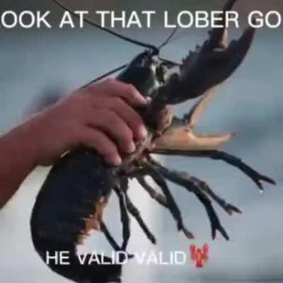 Happy Floppa Friday y’all!