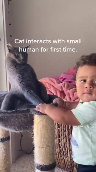 What. The. F... Is this. Cat probably