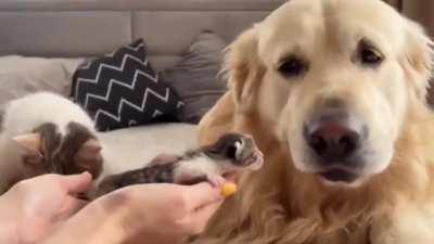 Dog is reunited with her cat friend, she saw the babys kittens for the first time