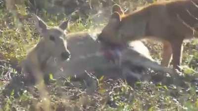 Chital Deer getting eaten alive by a Dhole