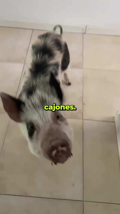 nunca tengas un mini pig, a menos que....