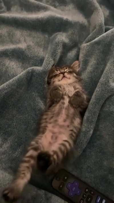 This cat is dreaming