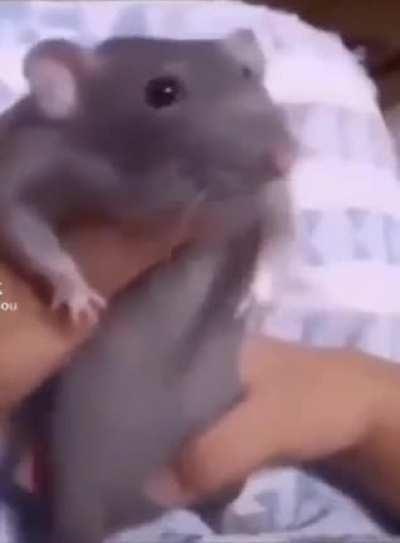 SiCk FuCk FoRcES iNnOcEnT RaT tO DaNcE
