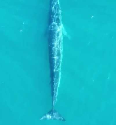 DESPUÉS DE CIEN AÑOS SE VIO UNA BALLENA EN EL MAR ARGENTINO.
