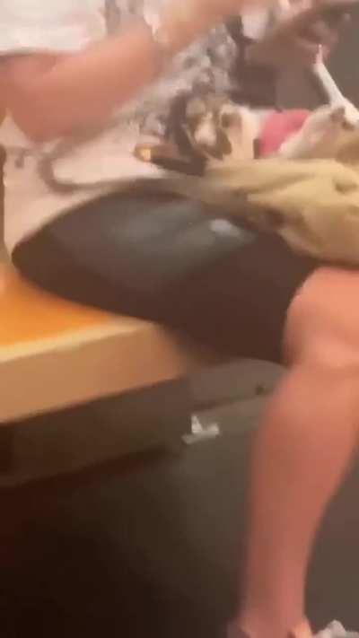 В нью-йоркском метро действует правило: собак можно проносить только в сумке