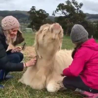 Just a big fluff enjoying her brushies