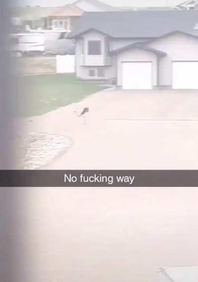 No knee pads, elbow pads or helmet? No problem