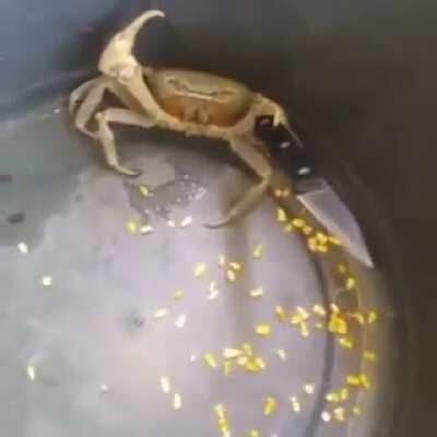 That crab knows how to fight