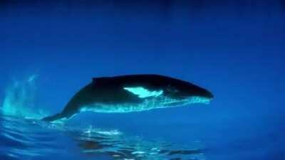 Upside down shot of a whale swimming