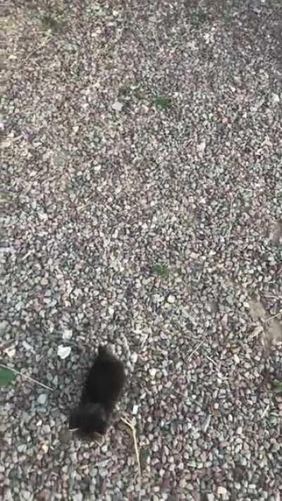 She follows me everywhere x)