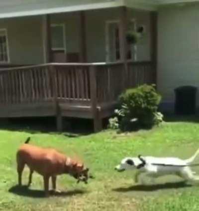 Собака - засранка