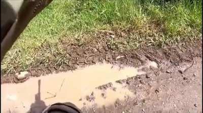 Infantes de Marina Chile