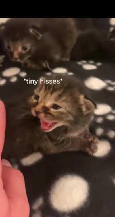 The whole gang is here