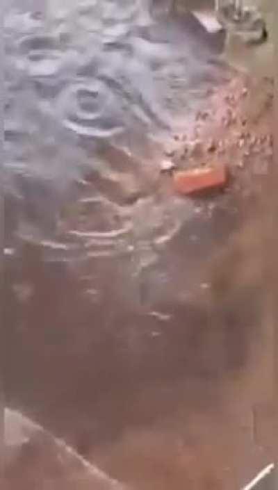 Спасение семейства. Бесстрашная крыса спасает своих детенышей, ныряя за ними в затопленную нору.