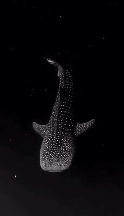 🔥 A whale shark swimming in deep waters, looks like flying through stars in space.