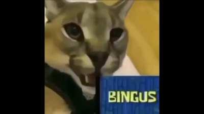 i am low key proud of this