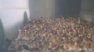 [Actives] Time-lapse of my GT isolation