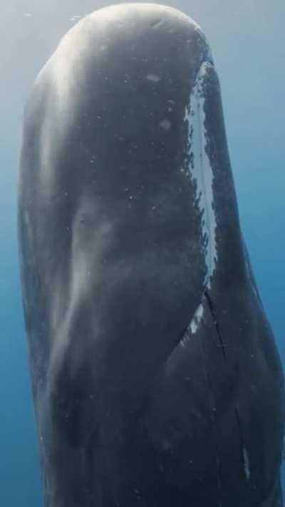 This is how whales sleep