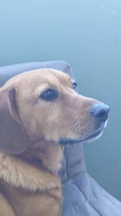 She accidentally dropped her toy off the balcony :'(