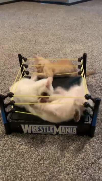 Just some kittens and a $2 thrift store find.