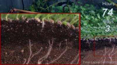 Chia Seeds Root Growing Time Lapse
