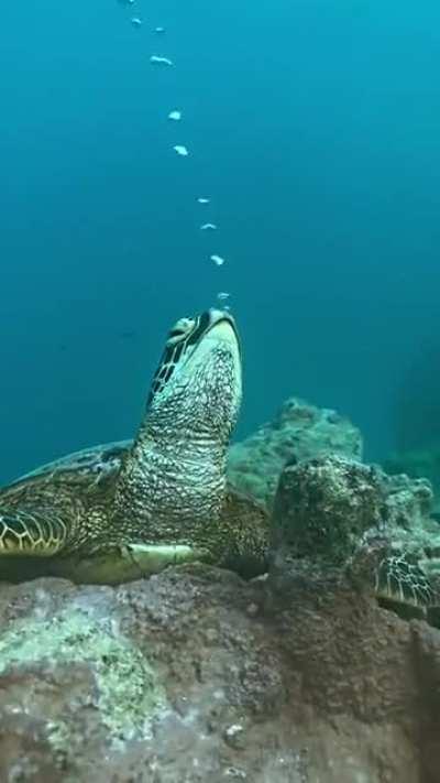 Бабл релакс