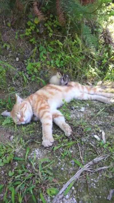 pineapple and beer they are best friend