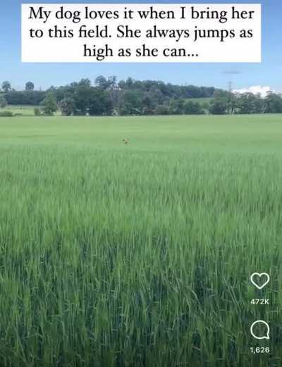 Dog Loves Jumping Like A Kangaroo