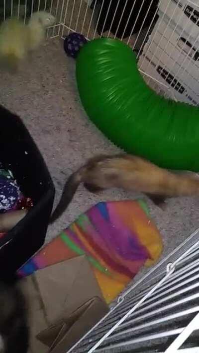 just wanted to share my all time favorite vid that I have of le floofs