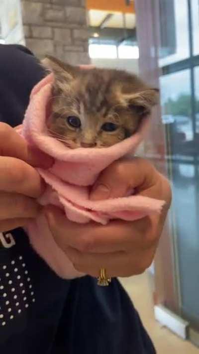 Miss Georgia, the most illegal purrito.