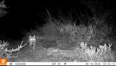 Así son los felinos silvestres del Parque Nacional Monte León
