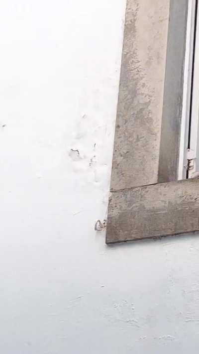 Portuguese dog bravely his owner’s home 