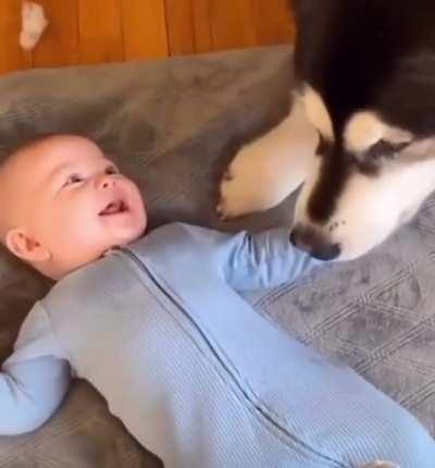 Dog tickles baby to make him giggle