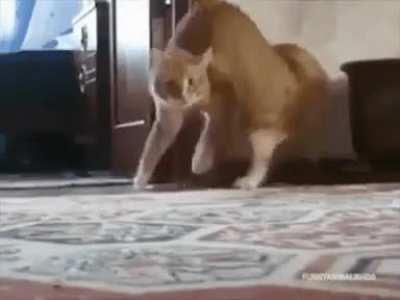 Started cat funny reaction 😂
