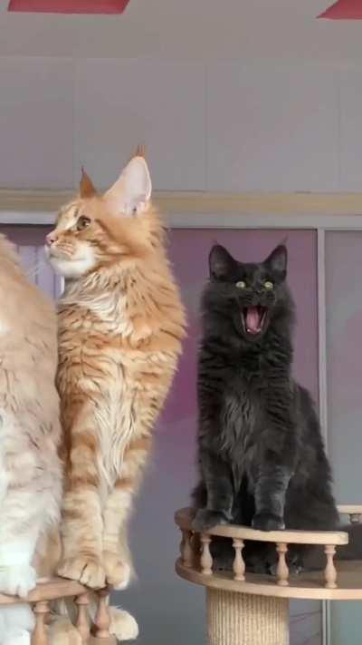 That's who the real tiger is among these cats