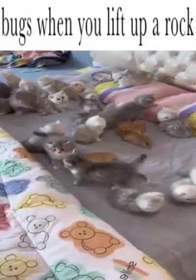 bugs under my skin..?