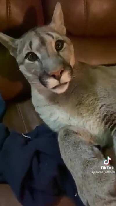 Кошка (Koshka(Cat))