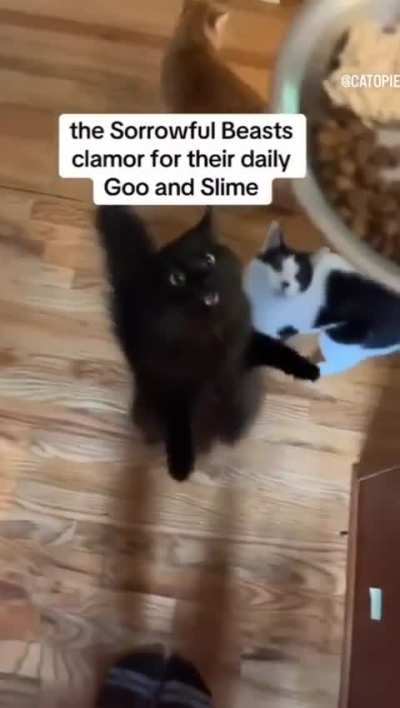 Truly a feast made for a Wunkus