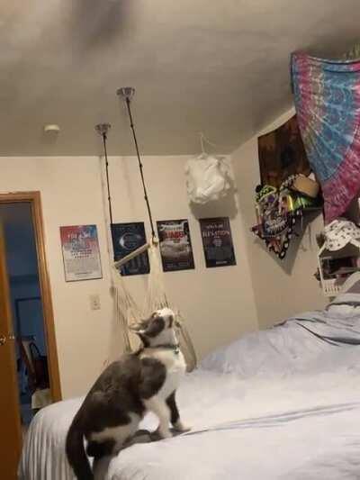 Working on her catculations...