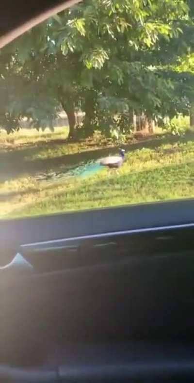 Posting random videos from my phone until I buy a new home button - day 89