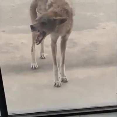 Rabid coyote wants to get inside